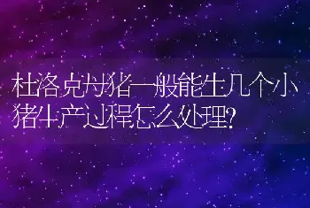 杜洛克母猪一般能生几个小猪生产过程怎么处理？