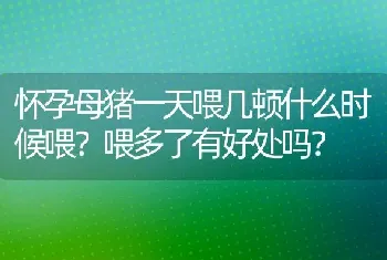 怀孕母猪一天喂几顿什么时候喂？喂多了有好处吗？