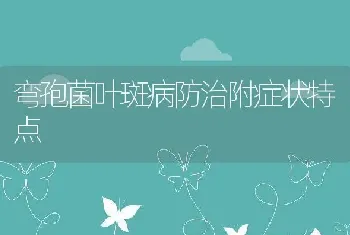 弯孢菌叶斑病防治附症状特点