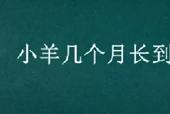 小羊几个月长到40斤