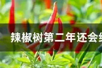 辣椒树第二年还会结果吗