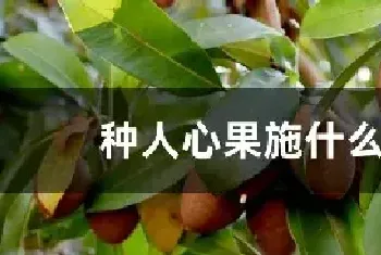 种人心果施什么肥