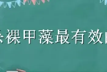 杀裸甲藻最有效的方法