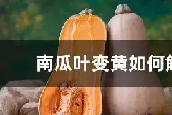 南瓜叶变黄如何解决