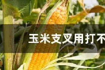 玉米支叉用打不用