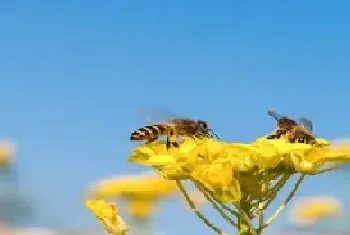 蜜蜂夏天该怎样防高温