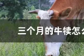 三个月的牛犊怎么养