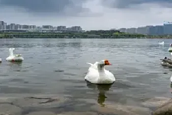 鸭鹅为什么不能一起养