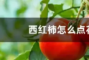 西红柿怎么点花