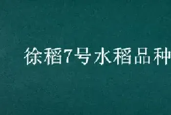 徐稻7号水稻品种介绍