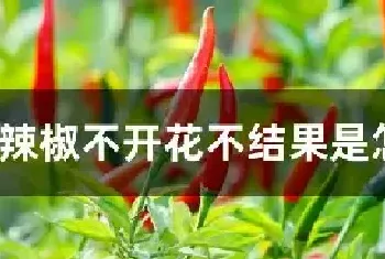 辣椒不开花不结果是怎么回事