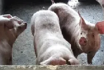 非洲猪瘟与饲料有关吗