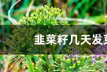 韭菜籽几天发芽