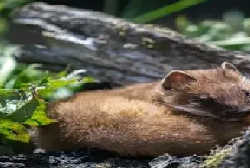 黄鼠狼和貂的区别