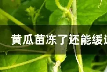 黄瓜苗冻了还能缓过来吗