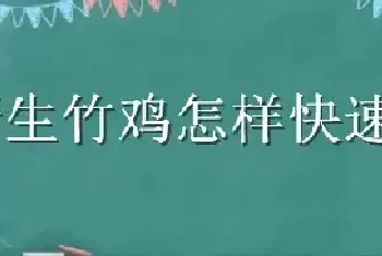 野生竹鸡怎样快速不撞笼