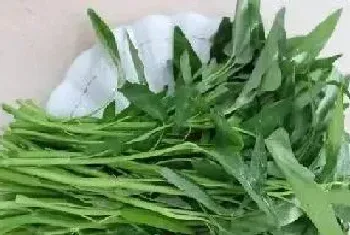 广西蔬菜品种图片,广西特色蔬菜种类大全?