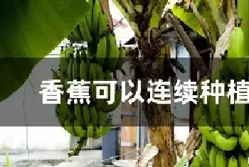 香蕉可以连续种植几年