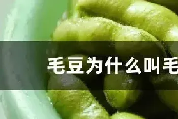 毛豆为什么叫毛豆