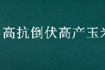 高抗倒伏高产玉米品种