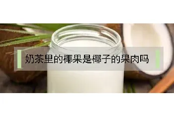 奶茶里的椰果是椰子的果肉吗