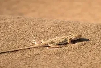 壁虎会在家里繁殖吗