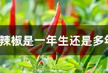 辣椒是一年生还是多年生植物