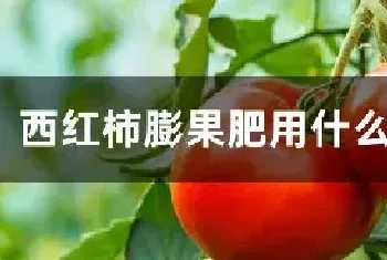 西红柿膨果肥用什么肥最好