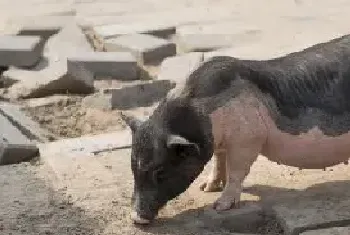 太湖母猪怎么辨别纯种