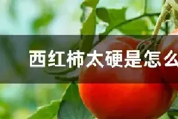 西红柿太硬是怎么回事