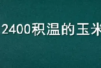 2400积温的玉米品种