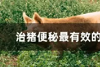 治猪便秘最有效的方法