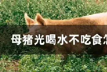 母猪光喝水不吃食怎么办