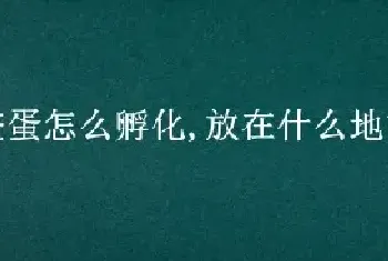 鳖蛋怎么孵化,放在什么地方才会孵化