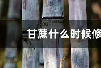 甘蔗什么时候修剪