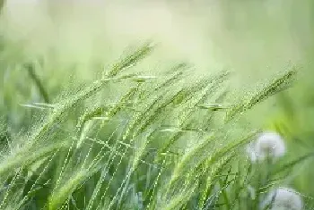 一年生四倍体黑麦草特点和播种时间