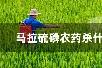 马拉硫磷农药杀什么虫