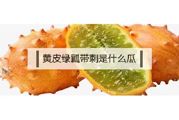 黄皮绿瓤带刺是什么瓜