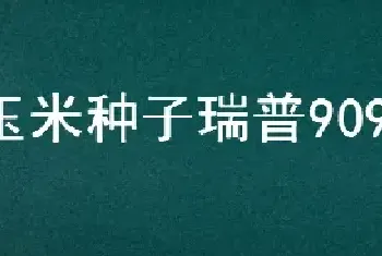 玉米种子瑞普909亩产量