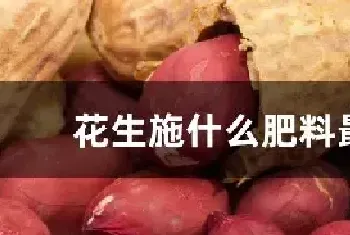 花生施什么肥料最好