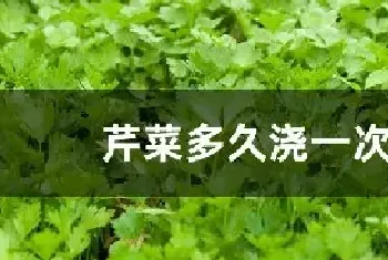 芹菜多久浇一次水