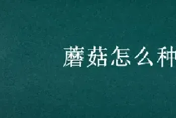 蘑菇怎么种