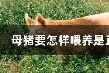 母猪要怎样喂养是正确的