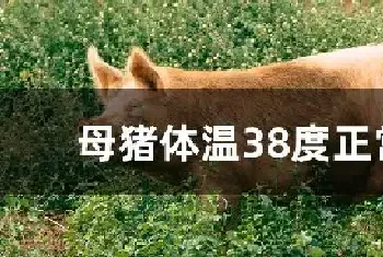 母猪体温38度正常吗