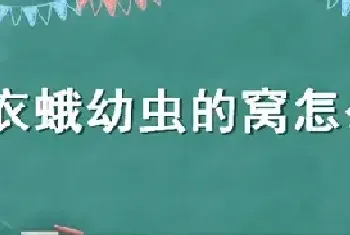 衣蛾幼虫的窝怎么找