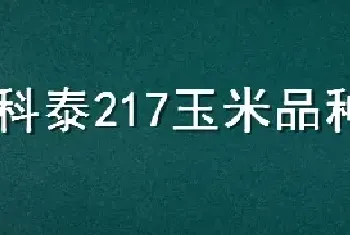 科泰217玉米品种介绍