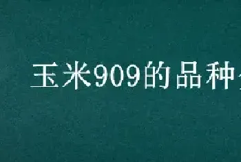 玉米909的品种介绍