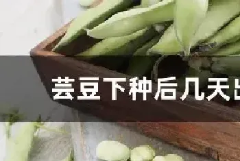 芸豆下种后几天出芽