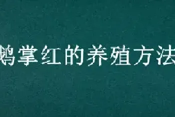 鹅掌红的养殖方法和要点