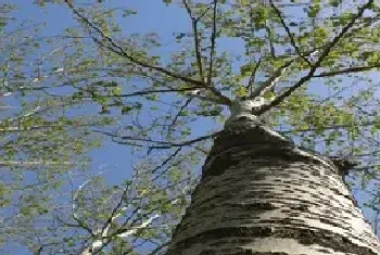 杨树种植技术要点